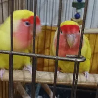 کوتوله برزیلی|پرنده|شیراز, حجت آباد|دیوار