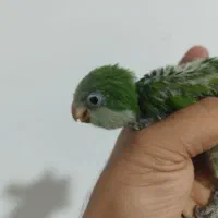 جوجه راهب سرلاکی