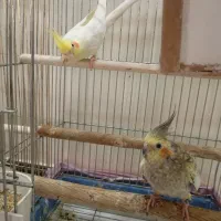 یک جفت عروس هلندی مولد جوجه بده