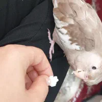 عروس هلندی گم شده