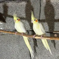 یک جفت عروس هلندی لوتینو (کلکسیونی)