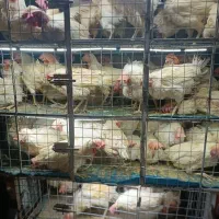 مرغ سفید تخم گذار