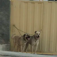 واگذاری سگ پژدر|سگ|صحنه, |دیوار