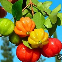 نهال گیلاس سورینا