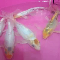 کوی ۲۵.۳۰سانتی|ماهی|کوار, |دیوار