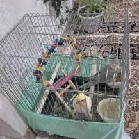 عروس هلندی سفید وخاکستزی حرف زن|پرنده|نورآباد, |دیوار