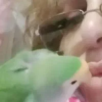 طوطی برزیلی دستی کارشده|پرنده|ساری, |دیوار