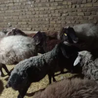 12عدد 3 عددبز یک عدد تکه پاکستانی و8عدد گوسفند|حیوانات مزرعه|بوئین زهرا, |دیوار