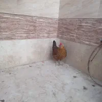 مرغ گلین حیوانات مزرعه|حیوانات مزرعه|برخوار, |دیوار