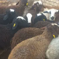 بره‌نراصیل|حیوانات مزرعه|دشتابی, |دیوار