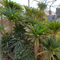 گل کاکتوس نخل ماداگاسکار|گل و گیاه طبیعی|بیستون, |دیوار