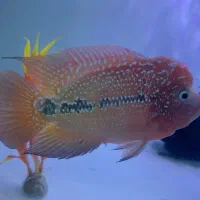 فروش فلاور کامفا