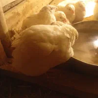 جوجه بلدرچین 40 روزه|حیوانات مزرعه|رودشت (اصفهان), |دیوار