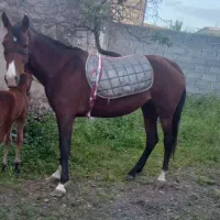 اسب مادیان|اسب و تجهیزات اسب‌سواری|مشگین شهر, |دیوار