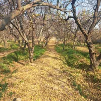 باغ-700-متری-منطقه-بکه-یبارک-قجراباد