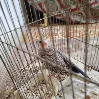 عروس هلندی ماده