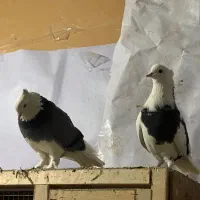 کفتر شازده|پرنده|تهران, فرحزاد|دیوار