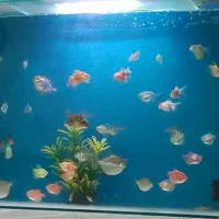 اکواریوم شرکتی 80در30درارتفاع 55