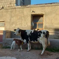 سیمنتال مونتی بیلیارد شیری.آدرس خود مراغه .