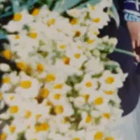پیاز گل نرگس