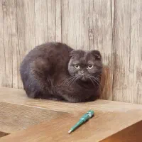 گربه اسکاتیش فولد|گربه|بومهن, |دیوار