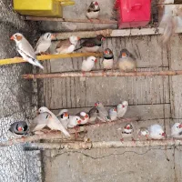 فنچ زبرا در رنگ های مختلف جفتی 500|پرنده|بابلسر, |دیوار