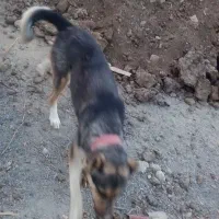 دو عدد سگ|سگ|خمین, |دیوار