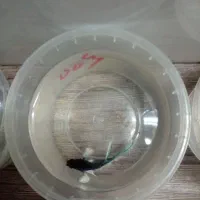 ماهی جنگجو ماده و نر