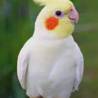عروس هلندی گم شده