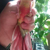 گرینچیک جوجه دونه خور