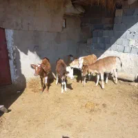 گاو وگوساله|حیوانات مزرعه|ابرکوه, |دیوار