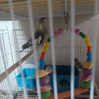 عروس هلندی و یک جفت فنچ|پرنده|مشهد, شهرک ابوذر|دیوار