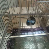 جفت برزیلی مولد معاوضه|پرنده|ری, دولتآباد|دیوار