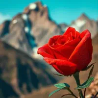 فروش نقدی واحد و معاوضه با ماشین شاسی پلاک ملی