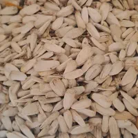 تخمه آفتابگردان سفید