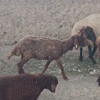 میش|حیوانات مزرعه|مشهد, کلاته برفی|دیوار