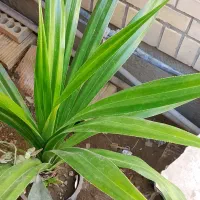 گل و گیاه خانگی|گل و گیاه طبیعی|چابهار, |دیوار