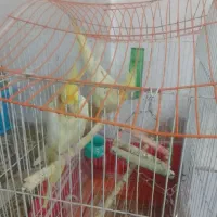 عروس هلندی|پرنده|زبرخان, |دیوار