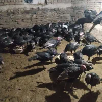 فروش بوقلمون