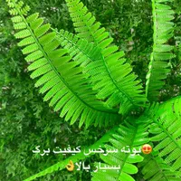 بوته تزئینی سرخس گرینوال|گل مصنوعی|تهران, نصرت|دیوار