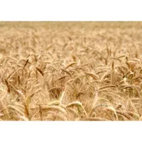 گندم دیم نو