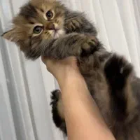 بچه گربه اسکاتیش چینچیلا