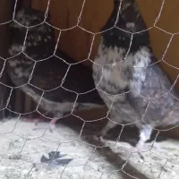 کفتر قاره|پرنده|کوهدشت, |دیوار