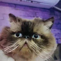 واگذاری گربه پرشین هیمالین|گربه|تربتحیدریه, فرمانداری|دیوار