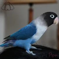 کوتوله برزیلی گم شده