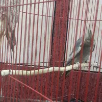 بدلیل نیاز مالی