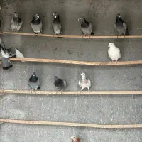 کبوتر پلاکی المانی|پرنده|معصومیه, |دیوار