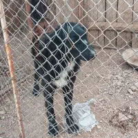 چند قلاده سگ گله|سگ|خمینی‌شهر, |دیوار