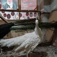 یک جفت طاووس مولد