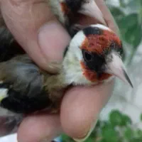 سهره|پرنده|اردبیل, |دیوار